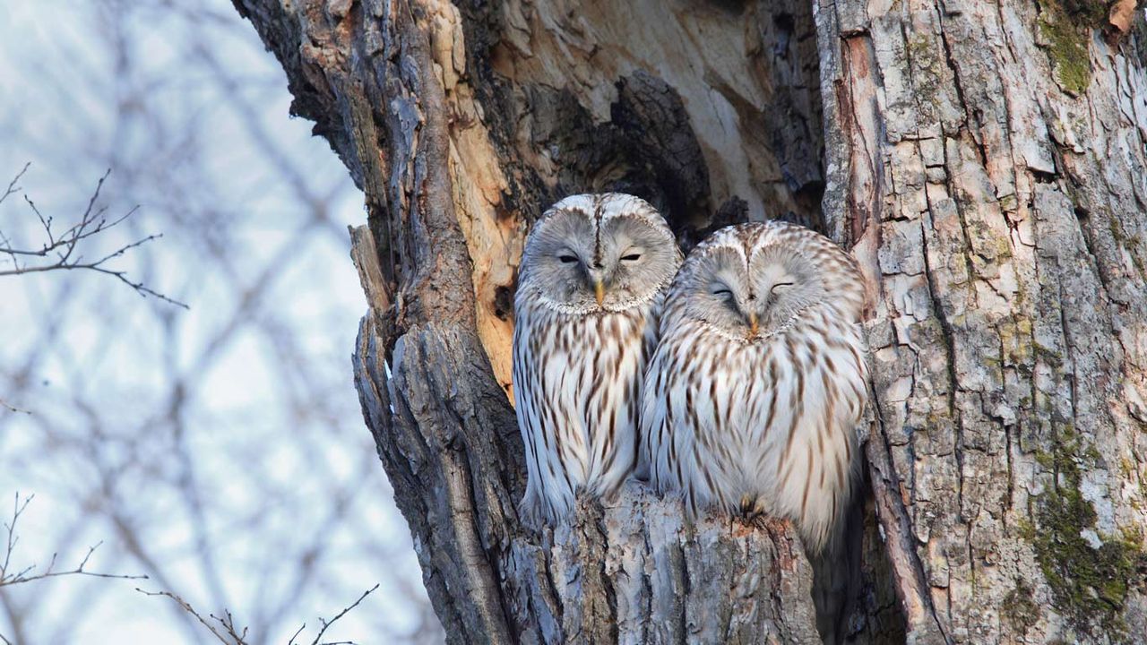 ｢ウラルフクロウのカップル｣北海道 