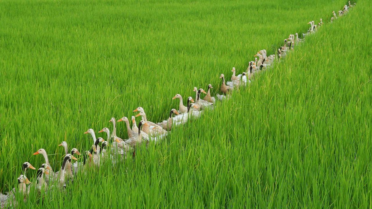 ｢田んぼの中のアイガモ｣インドネシア, バリ島 