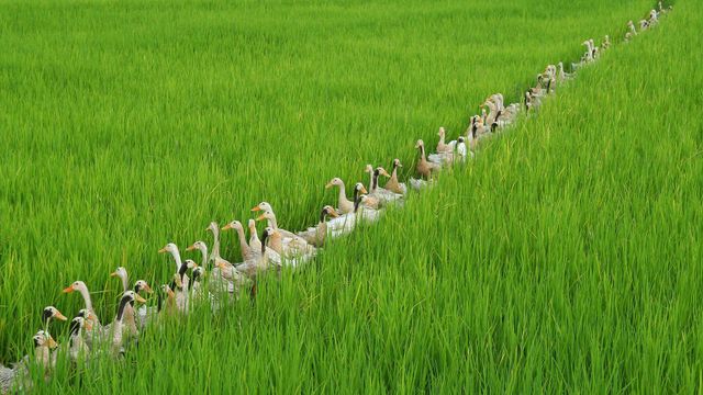 「田んぼの中のアイガモ」インドネシア, バリ島