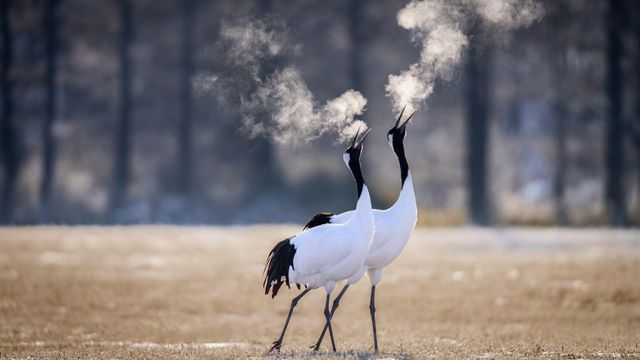 釧路湿原のタンチョウ, 北海道