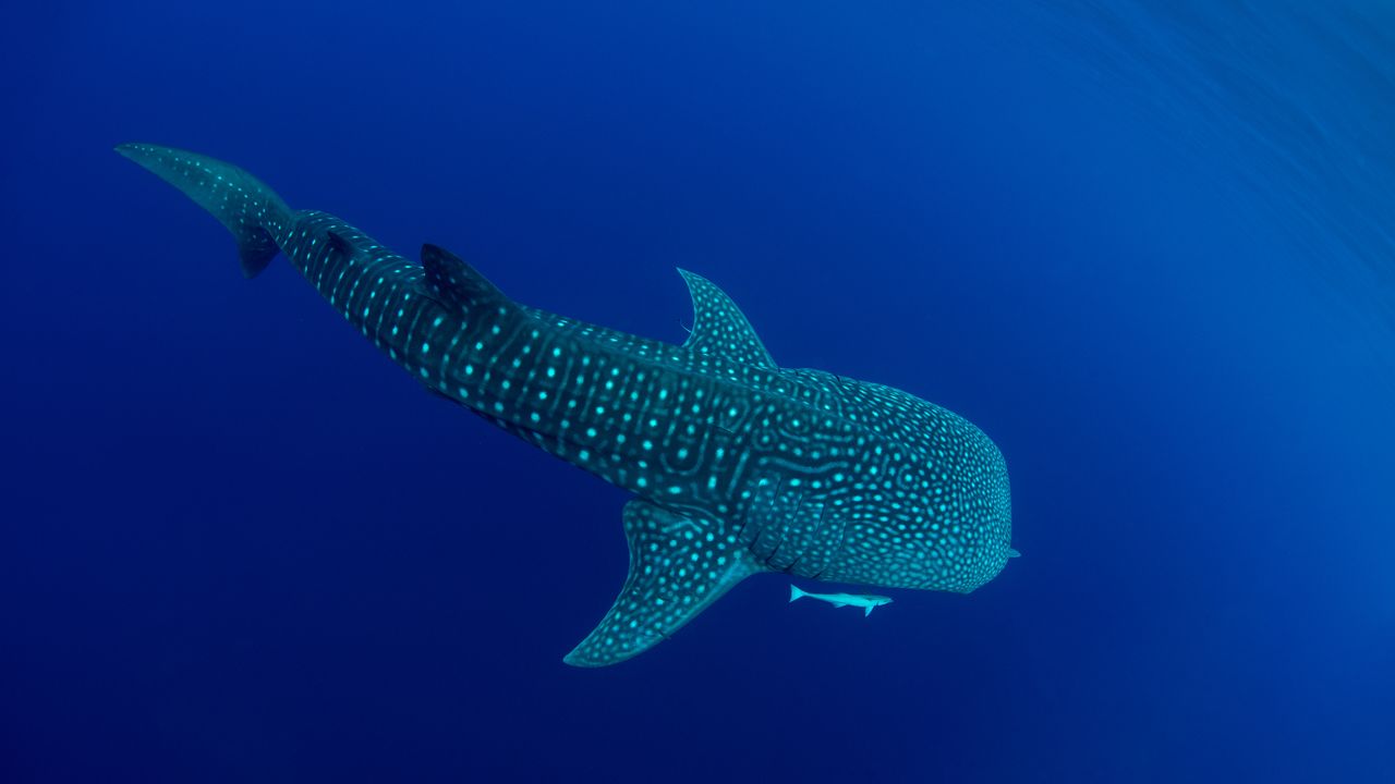 チェンデラワシ湾のジンベエザメ, インドネシア