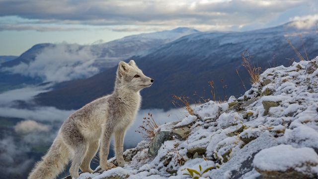 「ホッキョクギツネ」ドブレ山地, ノルウェー