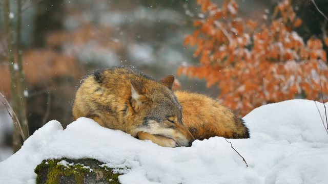 バイエルンの森国立公園, ドイツ