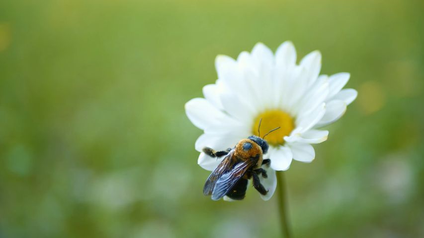 バンブルビー, 昆虫, 無脊椎動物, 工場, 蜂, 花, 動物