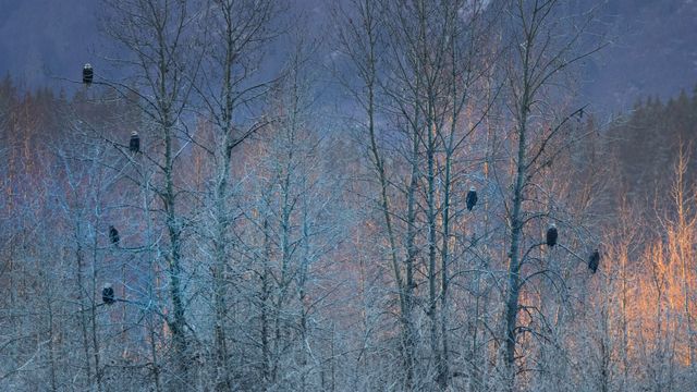 ハクトウワシの休息, 米国 アラスカ州