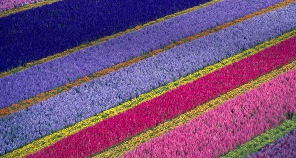 ｢ロンポックの花畑｣アメリカ, カリフォルニア州, サンタバーバラ地方