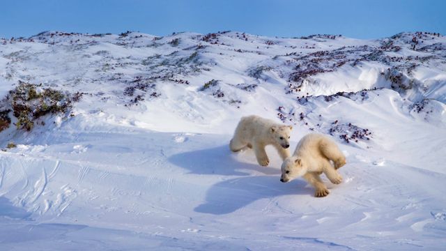 「ホッキョクグマの子供たち」カナダ, ハドソン湾