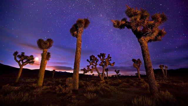 「ジョシュア・ツリー」米国カリフォルニア, デスヴァレー