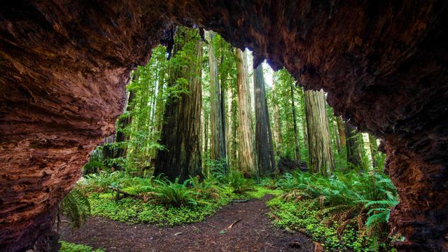 「セコイアの森」アメリカ, カリフォルニア州