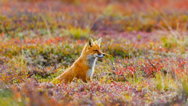 「アカギツネ」米国アラスカ, デナリ国立公園