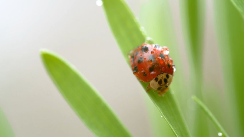 ladybug, 無脊椎動物, カブトムシ, ladybug, 動物, 緑, macro photography