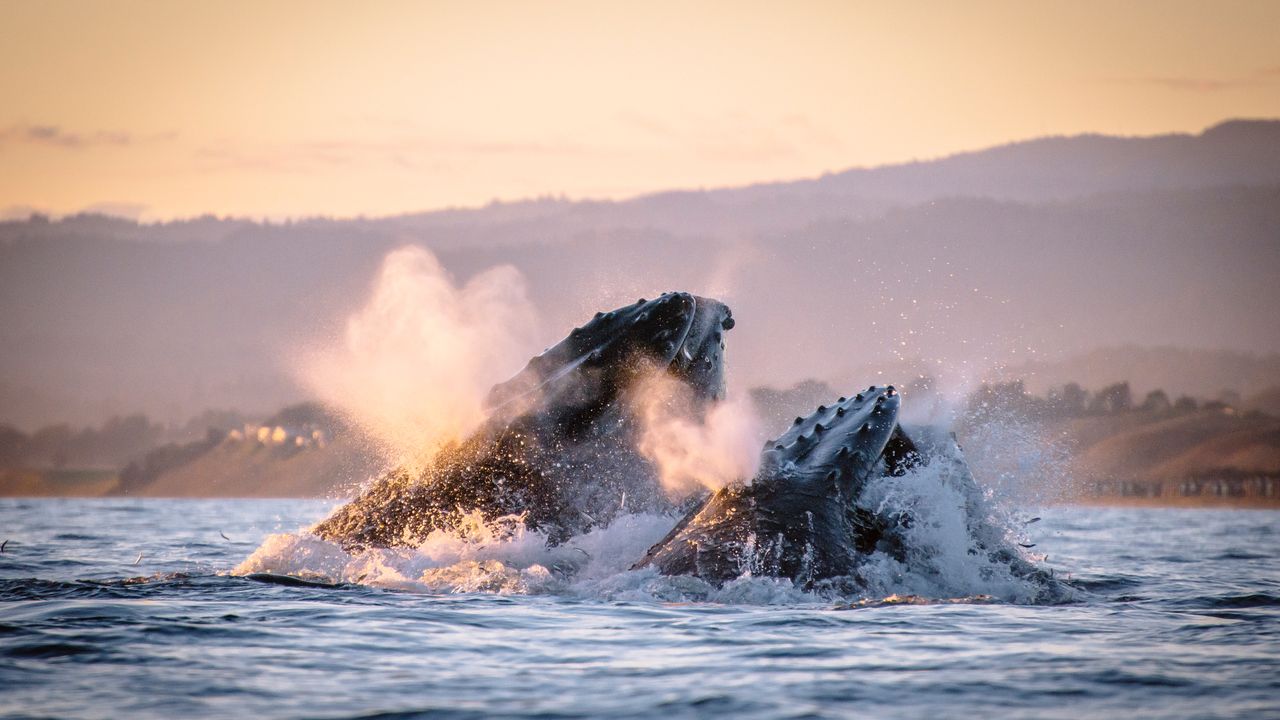 海面から飛び出すザトウクジラ, 米国 カリフォルニア州
