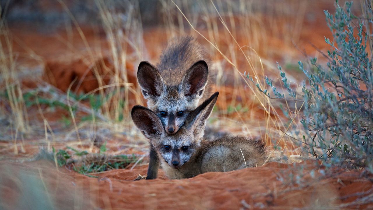 ｢オオミミギツネの子ども｣ボツワナ, カラハリ・トランスフロンティア公園 