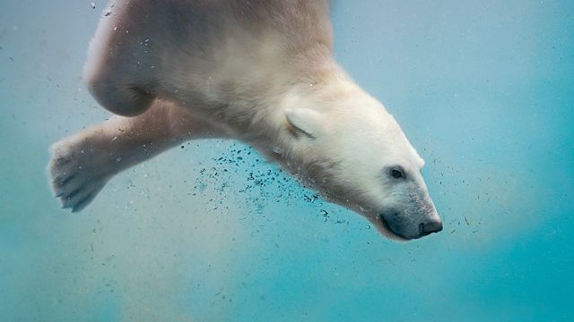 「飛び込みホッキョクグマ」