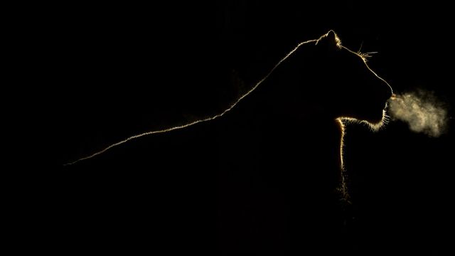 「夜のメスライオン」南アフリカ, サビ鳥獣保護区