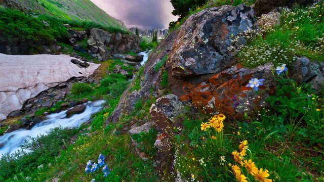 「サンファン山脈の野草」米国コロラド州