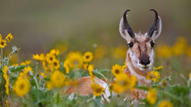「花の中のプロングホーン」