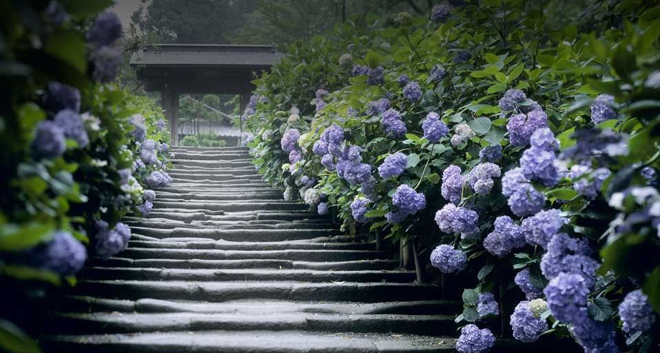 ｢明月院｣神奈川, 鎌倉