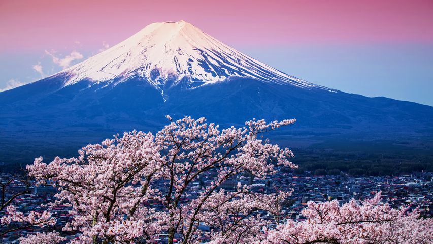 富士山と桜, 山梨 富士河口湖町 ・ Bing日替わり画像