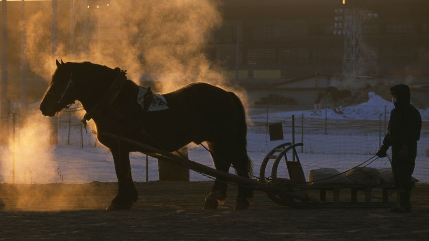 ｢ばんえい馬｣北海道