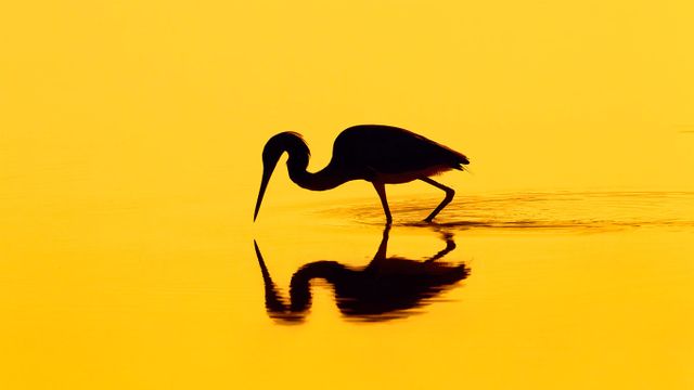 「夕景のサギ」