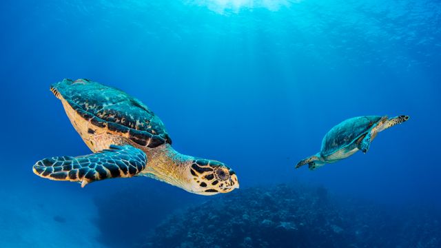 優雅に泳ぐタイマイ, ケイマン諸島