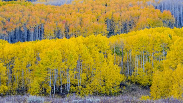 アスペンの森, 米国 ユタ州
