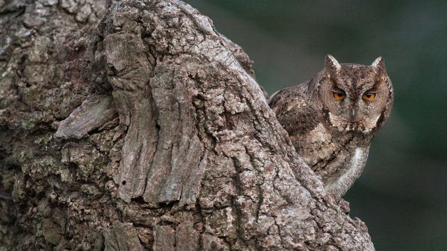 樹木に溶け込むフクロウ