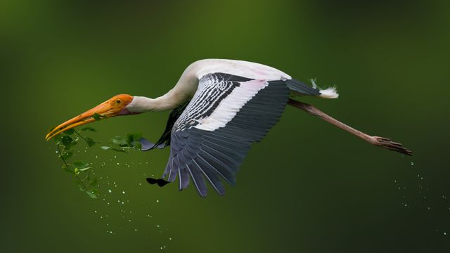 大空に舞い上がる