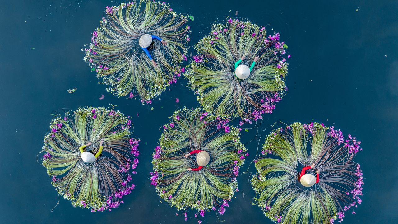 スイレンを扱う熟練作業 - Windows スポットライト壁紙 | 高画質4K