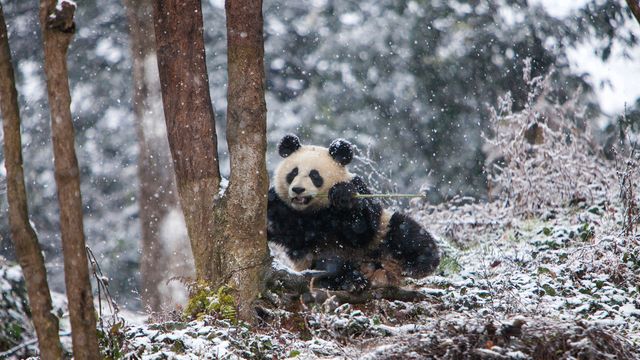 成都ジャイアントパンダ繁殖研究基地, 中国 四川省