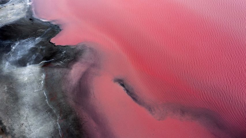 道端に広がるバラ色