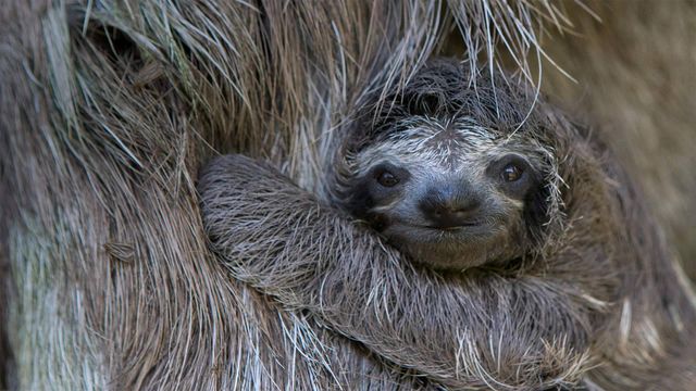 「ノドチャミユビナマケモノの赤ちゃん」コスタリカ, スロース・サンクチュアリ