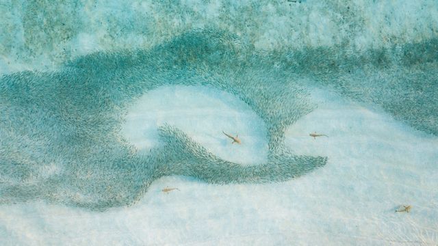 魚群の中に乱舞しているツマグロ, モルディブ