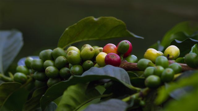 「コーヒーチェリー」コロンビア, キンディオ