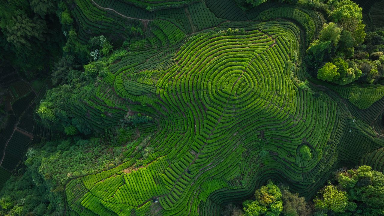 四川省の茶畑, 中国