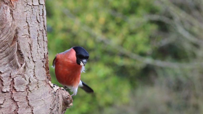 bullfinch, 男性, 鳥, 自然, 赤, フィンチ, 春