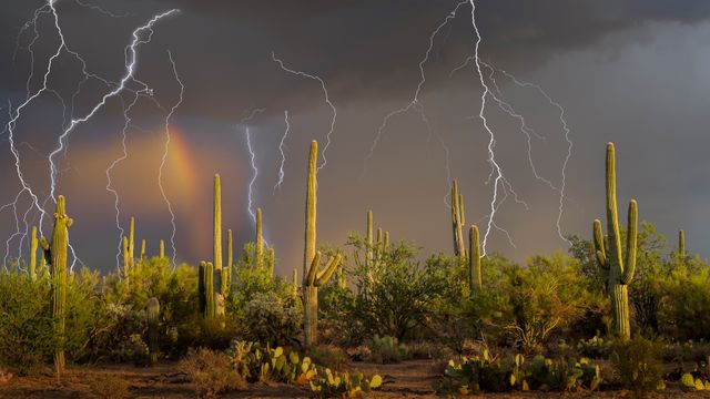 ベンケイチュウ, 米国 アリゾナ州