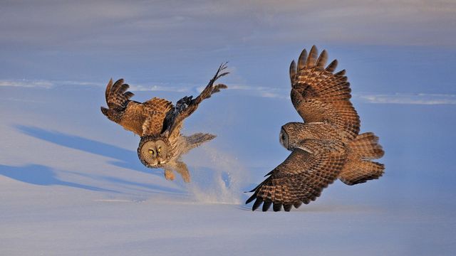 「カラフトフクロウ」カナダ, モントリオール