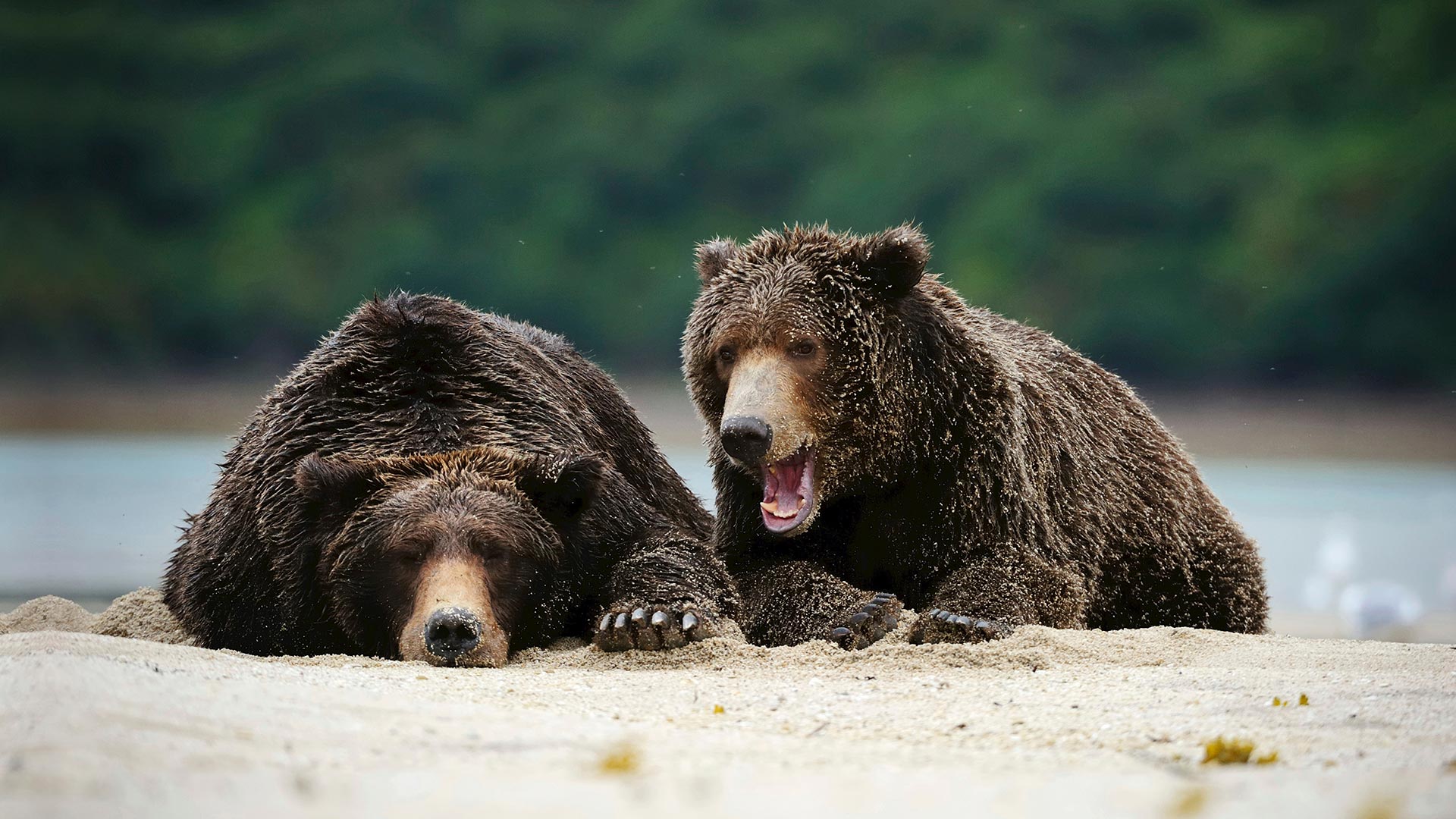 ヒグマたち 米国アラスカ州 カトマイ国立公園 Bing日替わり画像