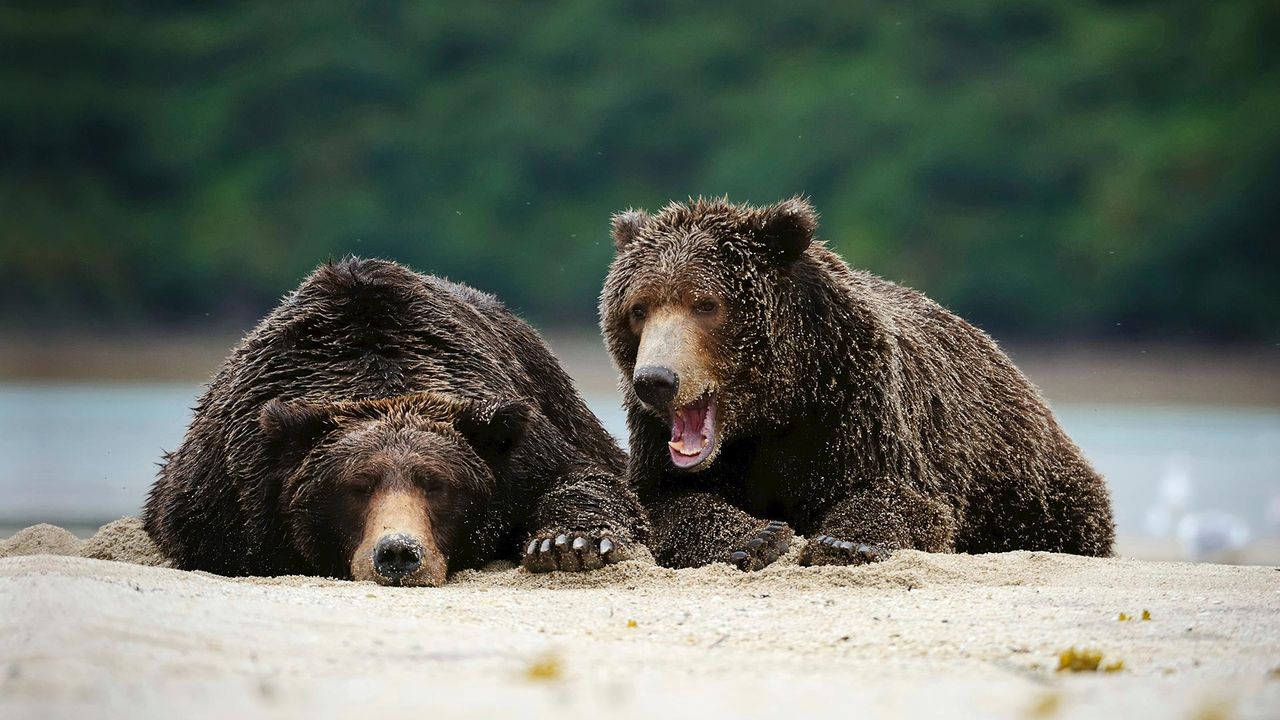｢ヒグマたち｣米国アラスカ州, カトマイ国立公園