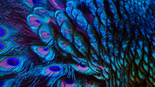クジャク