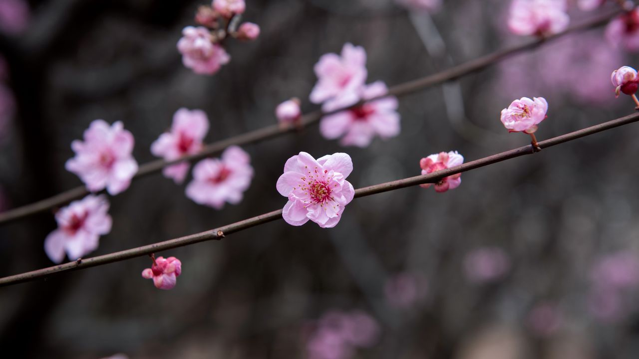 梅の花, 中国