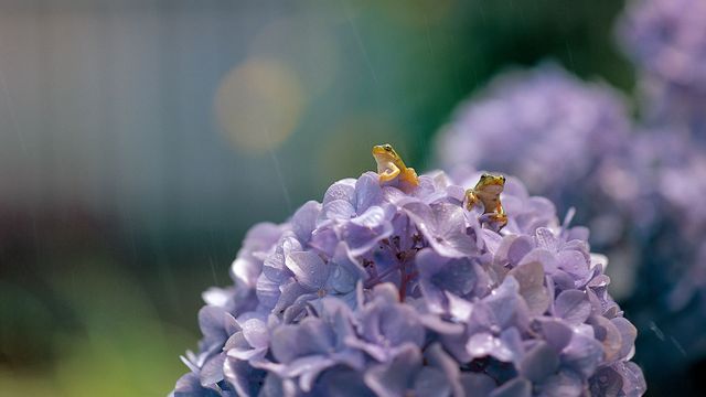 ｢アジサイとアマガエル｣滋賀県