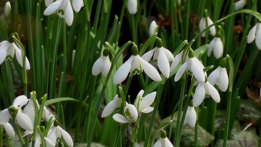 snowdrop, spring flower, white bloom, galanthus, stem, 花びら, 庭園