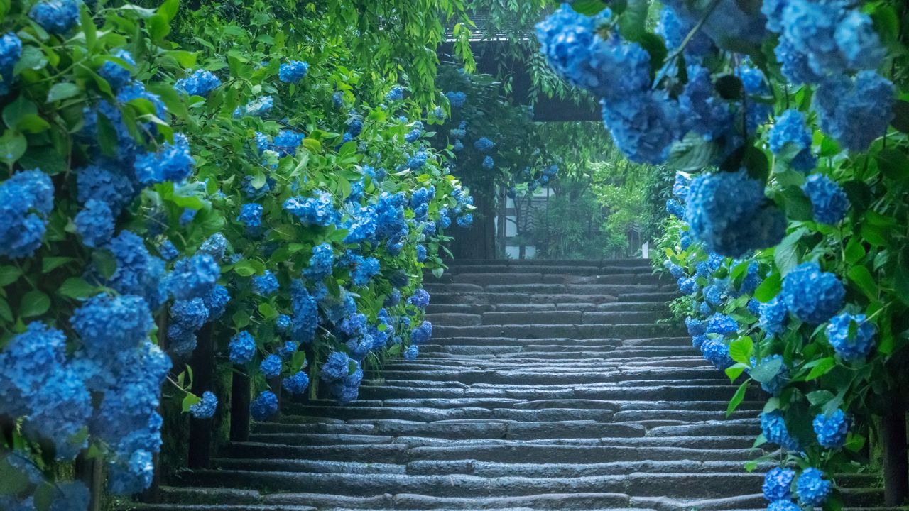 明月院のアジサイ, 神奈川 鎌倉
