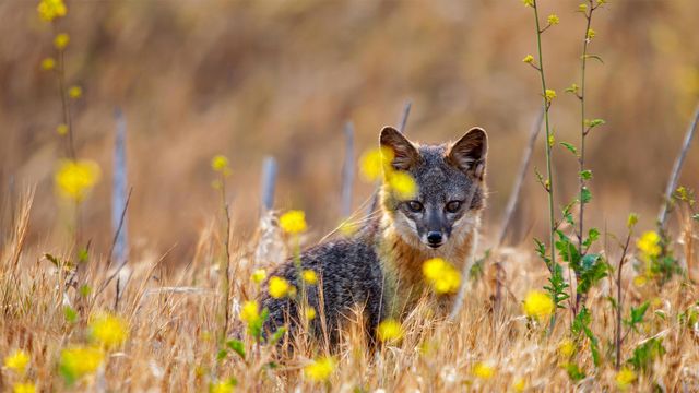 ロルカナ マーリン ウサギ ヤギ カニ リス マダムミム キツネ ヘビ 各4枚 ロルカナ マーリン ウサギ ヤギ カニ マダムミム キツネ ヘビ 各
