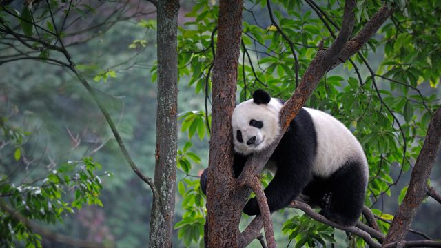 「樹上で寝るパンダ」中国, 四川省