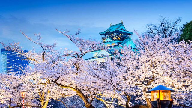 「桜と大阪城」大阪