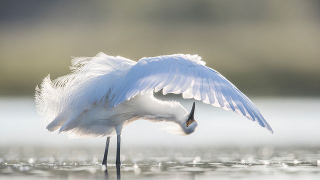 ユキコサギ, 米国 フロリダ州